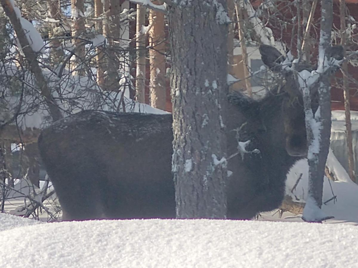 Lagomhuset - A Peaceful Holiday In Swedish Lapland Vidsel Buitenkant foto