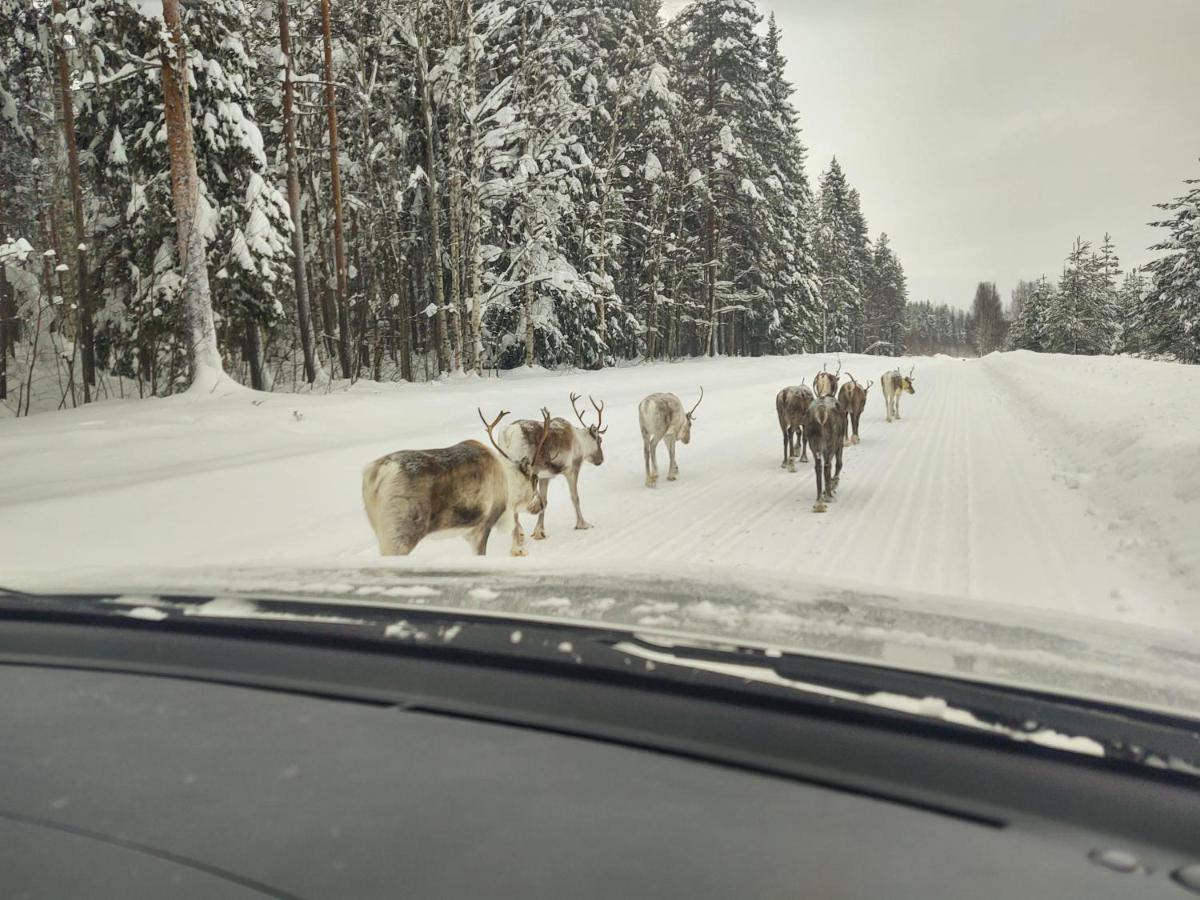 Lagomhuset - A Peaceful Holiday In Swedish Lapland Vidsel Buitenkant foto